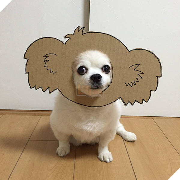 Chú chó cosplay bằng bìa các tông khiến cộng đồng mạng như tan chảy vì quá đáng yêu 9