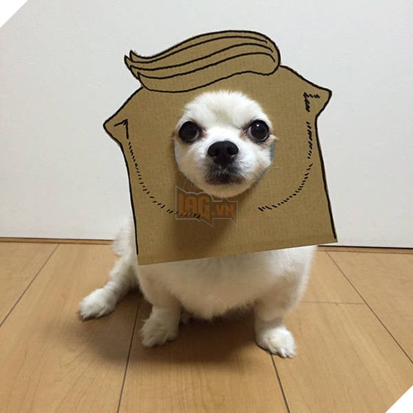Chú chó cosplay bằng bìa các tông khiến cộng đồng mạng như tan chảy vì quá đáng yêu 10