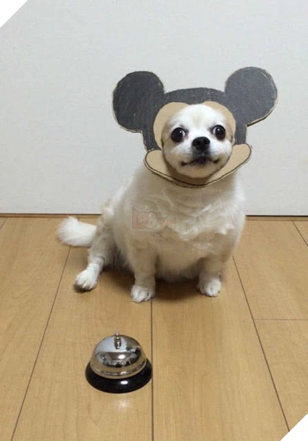 Chú chó cosplay bằng bìa các tông khiến cộng đồng mạng như tan chảy vì quá đáng yêu 11