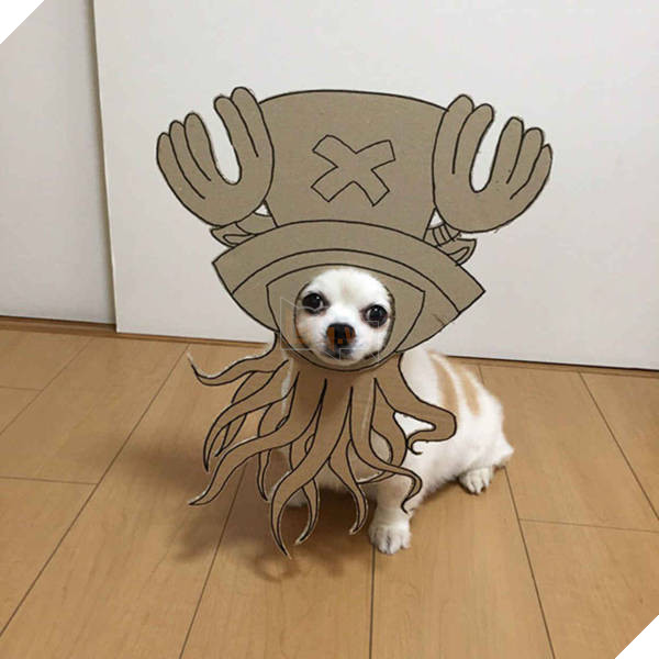 Chú chó cosplay bằng bìa các tông khiến cộng đồng mạng như tan chảy vì quá đáng yêu 12