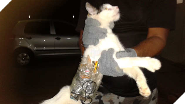 Những con mèo phải vào tù bóc lịch vì tội côn đồ, gian tế và lấy mỡ đè người