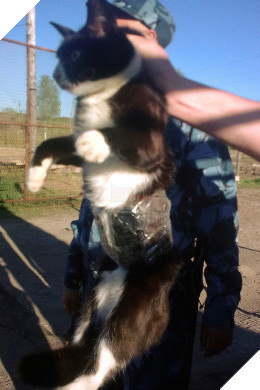 Những con mèo phải vào tù bóc lịch vì tội côn đồ, gian tế và lấy mỡ đè người 4