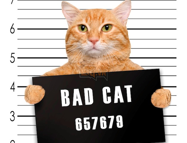 Những con mèo phải vào tù bóc lịch vì tội côn đồ, gian tế và lấy mỡ đè người 3