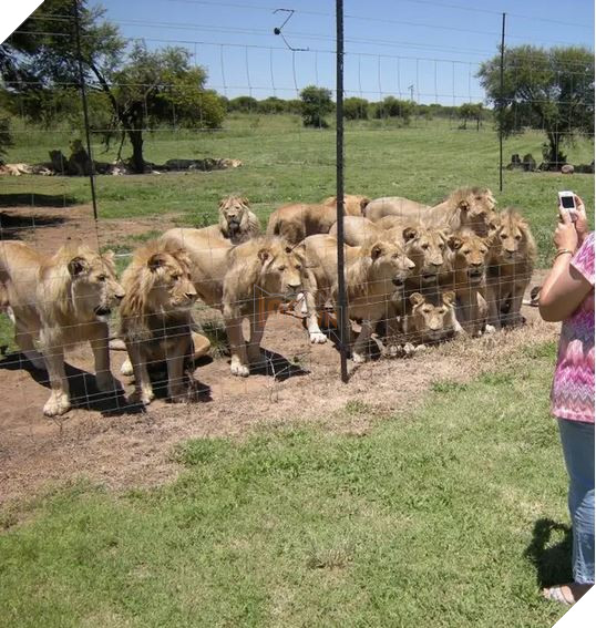 Sư tử ở Nam Phi được nhân giống để giết làm thuốc bán sang Trung Quốc hoặc phục vụ thú vui săn bắn 10