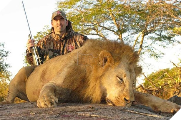 Sư tử ở Nam Phi được nhân giống để giết làm thuốc bán sang Trung Quốc hoặc phục vụ thú vui săn bắn 9