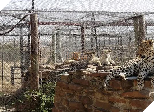 Sư tử ở Nam Phi được nhân giống để giết làm thuốc bán sang Trung Quốc hoặc phục vụ thú vui săn bắn 7