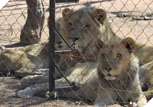 Sư tử ở Nam Phi được nhân giống để giết làm thuốc bán sang Trung Quốc hoặc phục vụ thú vui săn bắn 6