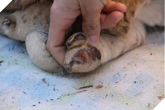 Sư tử ở Nam Phi được nhân giống để giết làm thuốc bán sang Trung Quốc hoặc phục vụ thú vui săn bắn 3