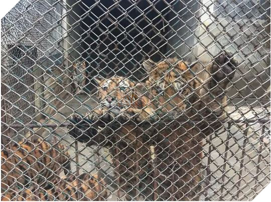 Sư tử ở Nam Phi được nhân giống để giết làm thuốc bán sang Trung Quốc hoặc phục vụ thú vui săn bắn 5