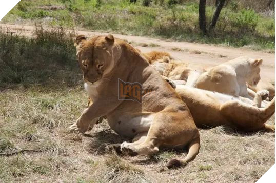 Sư tử ở Nam Phi được nhân giống để giết làm thuốc bán sang Trung Quốc hoặc phục vụ thú vui săn bắn 2