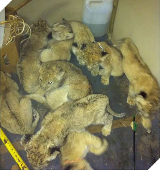 Sư tử ở Nam Phi được nhân giống để giết làm thuốc bán sang Trung Quốc hoặc phục vụ thú vui săn bắn 4