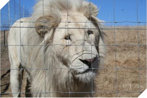 Sư tử ở Nam Phi được nhân giống để giết làm thuốc bán sang Trung Quốc hoặc phục vụ thú vui săn bắn 8