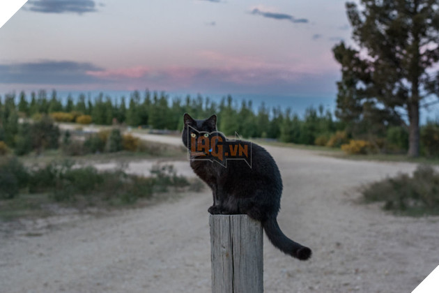 Chàng trai bỏ việc, bán nhà để đi du lịch cùng... thú cưng