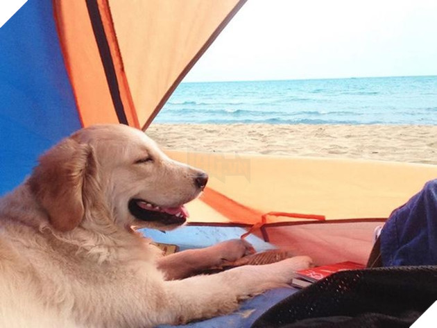  
Du lịch cùng thú cưng được nhiều người yêu thích.