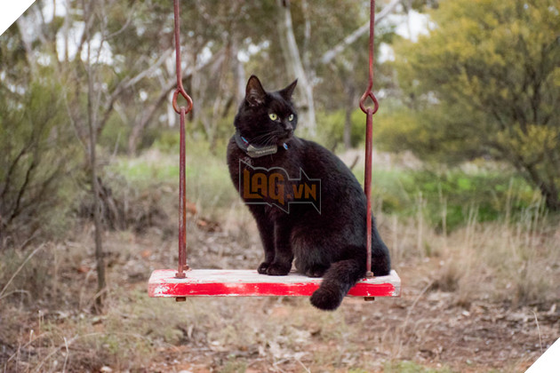 Chàng trai bỏ việc, bán nhà để đi du lịch cùng... thú cưng