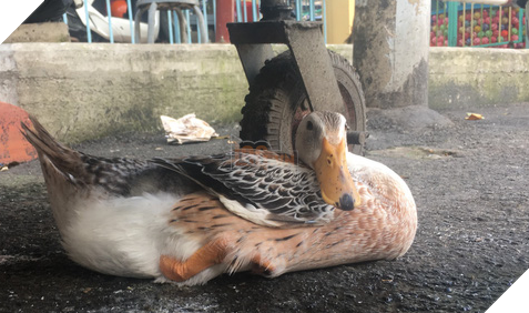 CLIP: Kỳ lạ cCon vịt biết làm nũng, biết phân biệt lạ, quen ở Phú Nhuận - Ảnh 2.