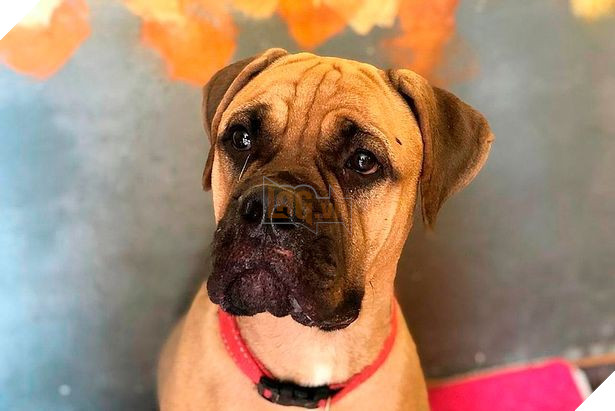 Bị chủ vô tâm bỏ rơi, chú chó vẫn trung thành vượt 200km tìm đường trở về trong nước mắt