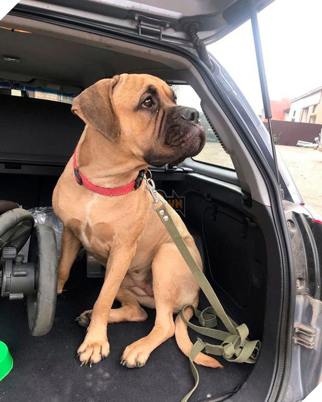 Bị chủ vô tâm bỏ rơi, chú chó vẫn trung thành vượt 200km tìm đường trở về trong nước mắt 2