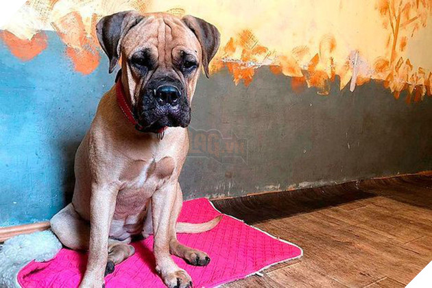 Bị chủ vô tâm bỏ rơi, chú chó vẫn trung thành vượt 200km tìm đường trở về trong nước mắt 3