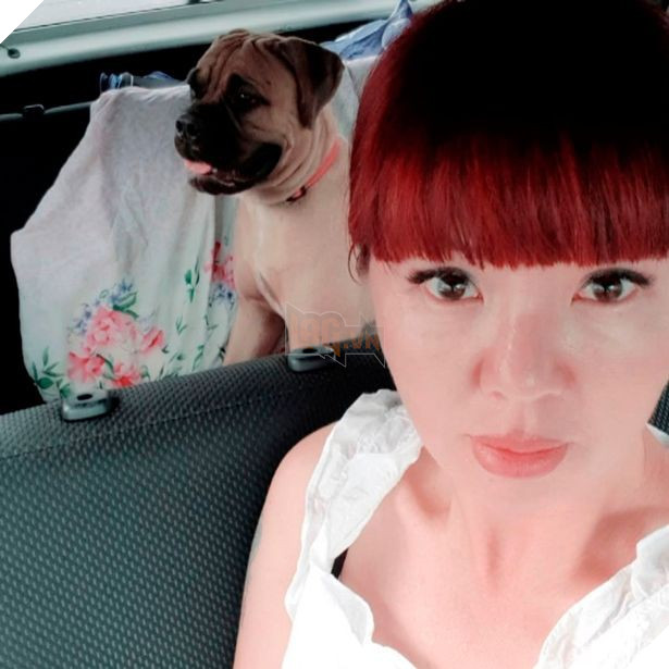 Bị chủ vô tâm bỏ rơi, chú chó vẫn trung thành vượt 200km tìm đường trở về trong nước mắt 4