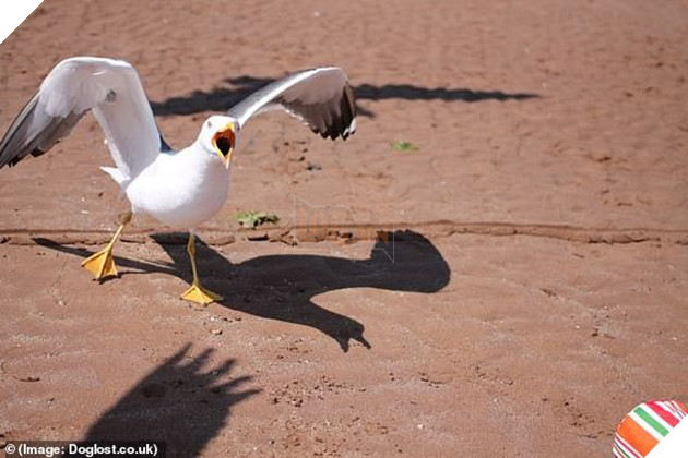 Người phụ nữ đau khổ kể chuyện tận mắt nhìn hải âu khổng lồ tha chó cưng chihuahua đi ngay trong sân nhà 4