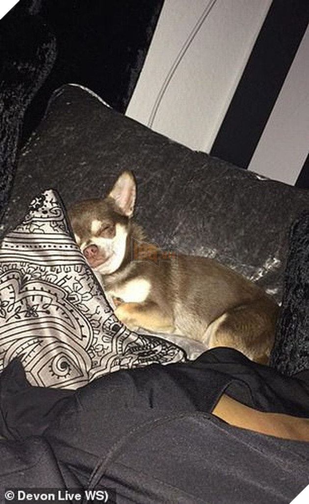 Người phụ nữ đau khổ kể chuyện tận mắt nhìn hải âu khổng lồ tha chó cưng chihuahua đi ngay trong sân nhà 2