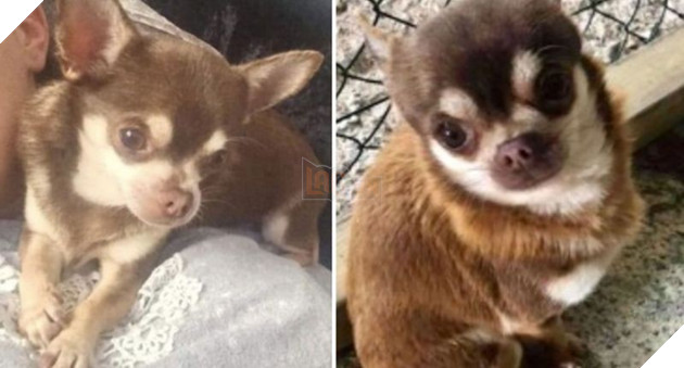 Người phụ nữ đau khổ kể chuyện tận mắt nhìn hải âu khổng lồ tha chó cưng chihuahua đi ngay trong sân nhà 3