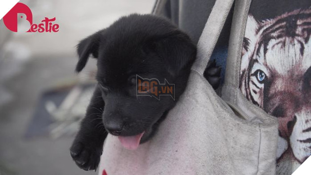 Cuộc sống hiện tại của anh đánh giày câm khi mất đi chú chó mù