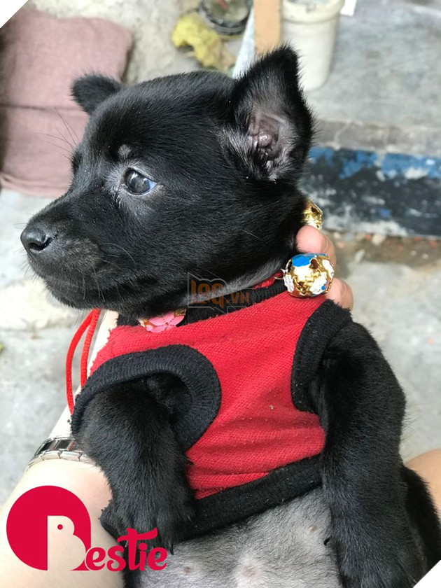 Cuộc sống hiện tại của anh đánh giày câm khi mất đi chú chó mù