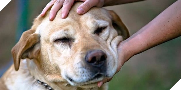 Các nhà nghiên cứu tiếp tục chứng minh: vuốt ve chó, mèo sẽ giúp sinh viên giảm căng thẳng 2