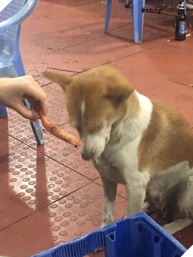  
Đừng nghĩ cứ xin ăn là dễ dãi nha, phải bóc vỏ tôm tử tế mới ăn