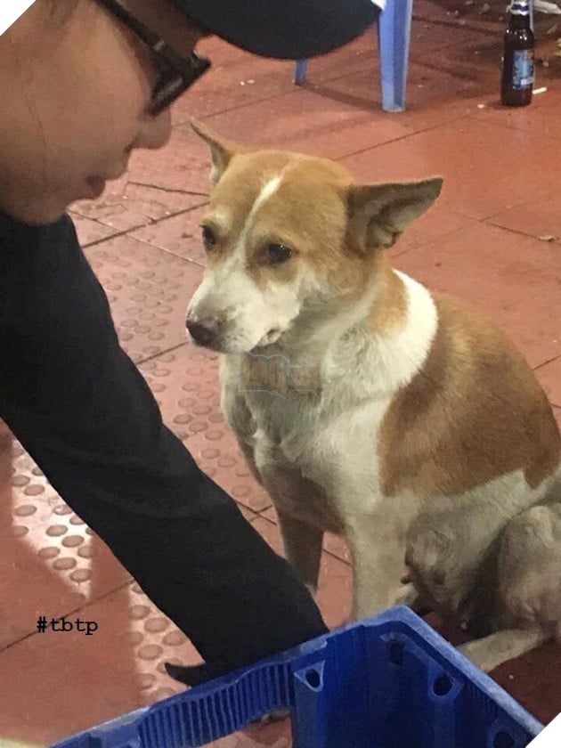  
Chú chó xin ăn "cao cấp" trong câu chuyện