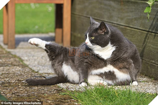 Lũ mèo thực sự đang ngày càng béo hơn và khoa học bảo rằng mọi thứ đều có lý do - Ảnh 2.