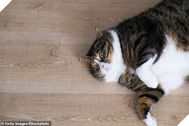 Lũ mèo thực sự đang ngày càng béo hơn và khoa học bảo rằng mọi thứ đều có lý do - Ảnh 3.