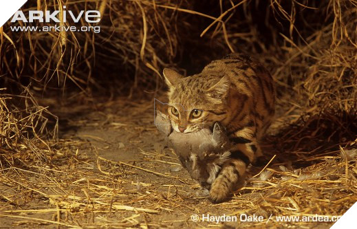 Mèo chân đen: Loài mèo nguy hiểm nhất trên Trái Đất ẩn sau vẻ ngoài đáng yêu 3