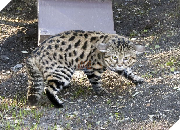 Mèo chân đen: Loài mèo nguy hiểm nhất trên Trái Đất ẩn sau vẻ ngoài đáng yêu 2