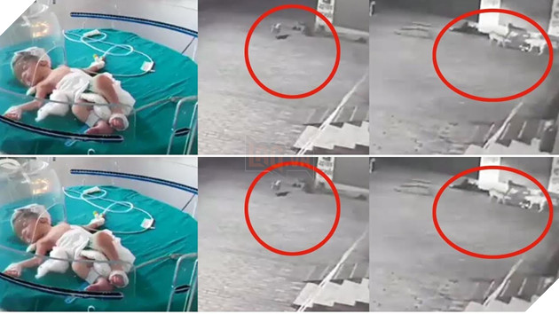 Cảm động cảnh đàn chó hoang giải cứu cứu bé sơ sinh bị ném xuống cống - Ảnh 1.