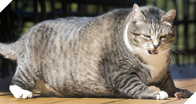 Lũ mèo thực sự đang ngày càng béo hơn và khoa học bảo rằng mọi thứ đều có lý do - Ảnh 1.