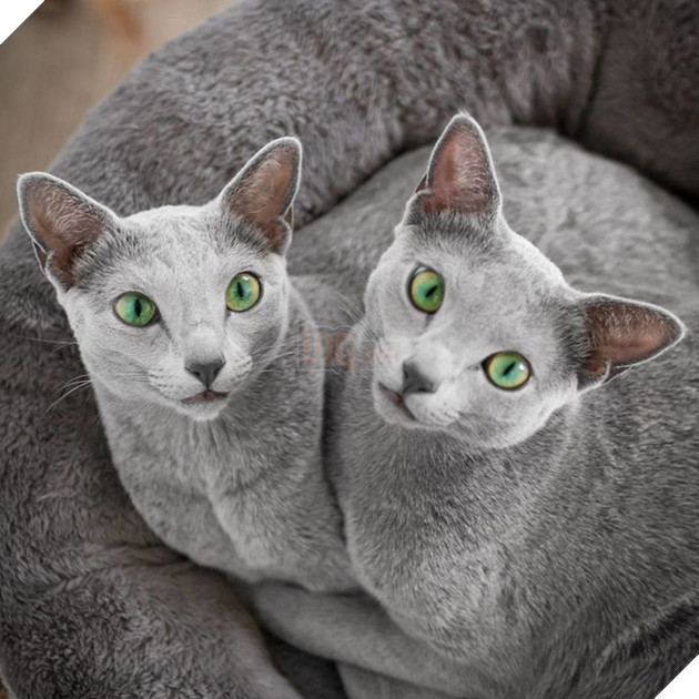 Cặp m&#232;o Nga nổi đ&#236;nh đ&#225;m tr&#234;n Instagram nhờ sở hữu đ&#244;i mắt xanh lục si&#234;u lạ h&#250;t hồn người kh&#225;c - Ảnh 2.