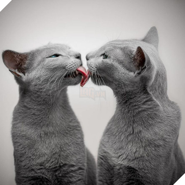 Cặp m&#232;o Nga nổi đ&#236;nh đ&#225;m tr&#234;n Instagram nhờ sở hữu đ&#244;i mắt xanh lục si&#234;u lạ h&#250;t hồn người kh&#225;c - Ảnh 3.