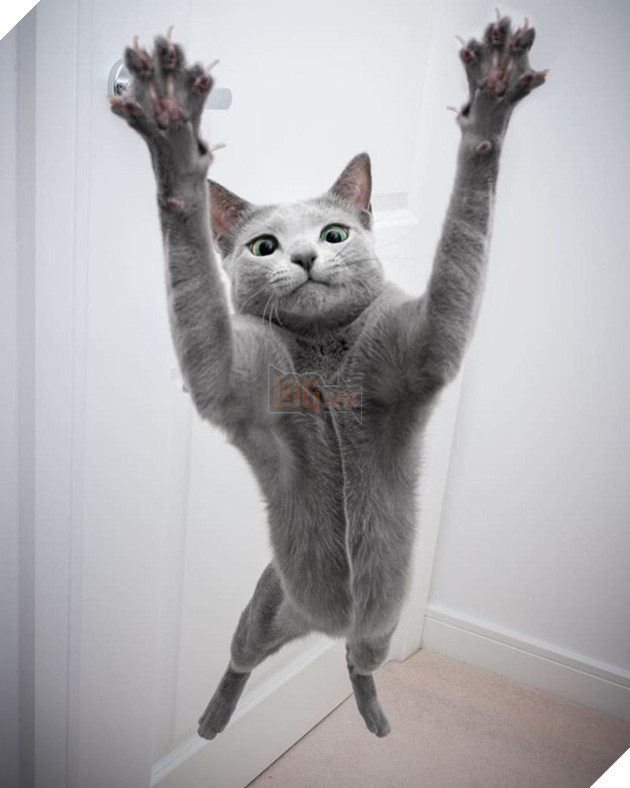 Cặp m&#232;o Nga nổi đ&#236;nh đ&#225;m tr&#234;n Instagram nhờ sở hữu đ&#244;i mắt xanh lục si&#234;u lạ h&#250;t hồn người kh&#225;c - Ảnh 3.