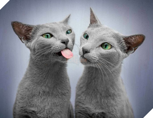 Cặp m&#232;o Nga nổi đ&#236;nh đ&#225;m tr&#234;n Instagram nhờ sở hữu đ&#244;i mắt xanh lục si&#234;u lạ h&#250;t hồn người kh&#225;c - Ảnh 4.