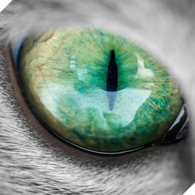 Cặp m&#232;o Nga nổi đ&#236;nh đ&#225;m tr&#234;n Instagram nhờ sở hữu đ&#244;i mắt xanh lục si&#234;u lạ h&#250;t hồn người kh&#225;c - Ảnh 1.