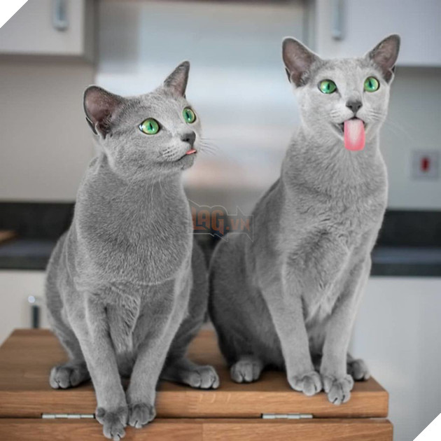 Cặp m&#232;o Nga nổi đ&#236;nh đ&#225;m tr&#234;n Instagram nhờ sở hữu đ&#244;i mắt xanh lục si&#234;u lạ h&#250;t hồn người kh&#225;c - Ảnh 2.