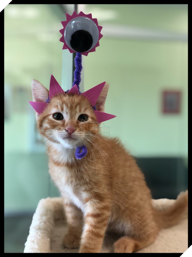 Kế hoạch &quot;Đột nhập V&#249;ng 51 tuyệt mật&quot; đi&#234;n rồ v&#224; ngớ ngẩn của cư d&#226;n mạng Mỹ bất ngờ đem lại một c&#225;i kết vi&#234;n m&#227;n đến kh&#243; tin - Ảnh 3.