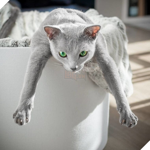 Cặp m&#232;o Nga nổi đ&#236;nh đ&#225;m tr&#234;n Instagram nhờ sở hữu đ&#244;i mắt xanh lục si&#234;u lạ h&#250;t hồn người kh&#225;c - Ảnh 3.