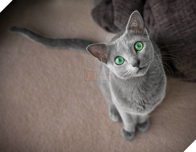 Cặp m&#232;o Nga nổi đ&#236;nh đ&#225;m tr&#234;n Instagram nhờ sở hữu đ&#244;i mắt xanh lục si&#234;u lạ h&#250;t hồn người kh&#225;c - Ảnh 3.