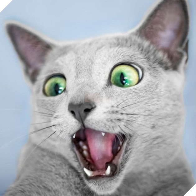 Cặp m&#232;o Nga nổi đ&#236;nh đ&#225;m tr&#234;n Instagram nhờ sở hữu đ&#244;i mắt xanh lục si&#234;u lạ h&#250;t hồn người kh&#225;c - Ảnh 4.