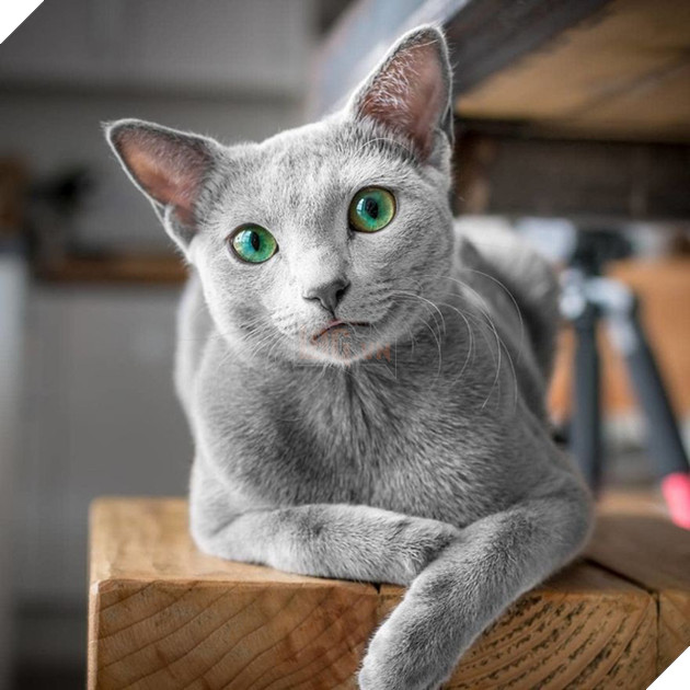 Cặp m&#232;o Nga nổi đ&#236;nh đ&#225;m tr&#234;n Instagram nhờ sở hữu đ&#244;i mắt xanh lục si&#234;u lạ h&#250;t hồn người kh&#225;c - Ảnh 3.