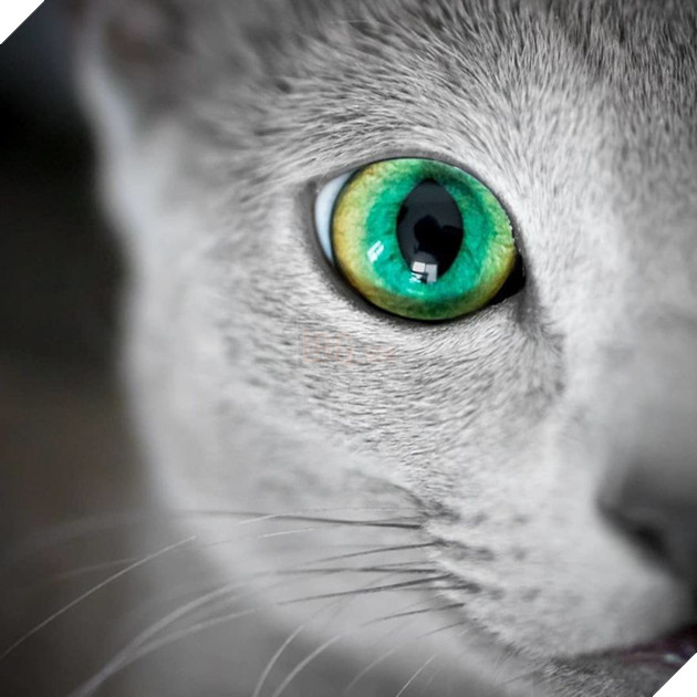 Cặp m&#232;o Nga nổi đ&#236;nh đ&#225;m tr&#234;n Instagram nhờ sở hữu đ&#244;i mắt xanh lục si&#234;u lạ h&#250;t hồn người kh&#225;c - Ảnh 1.